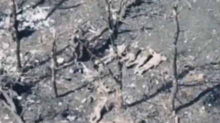 Viral Video Shows Russian Drone Operators Cheering Executions